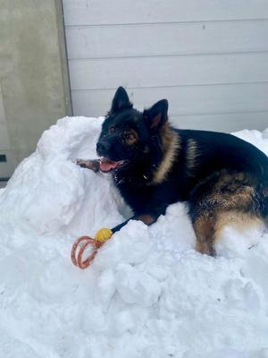 na zdjęciu znajduje się policyjny pies podczas zabawy na śniegu